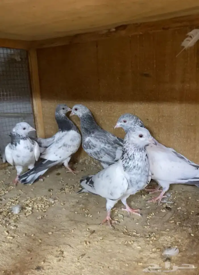 للبيع مجموعه حمام باكستاني قولدن وتيدي وكولادمبا 0