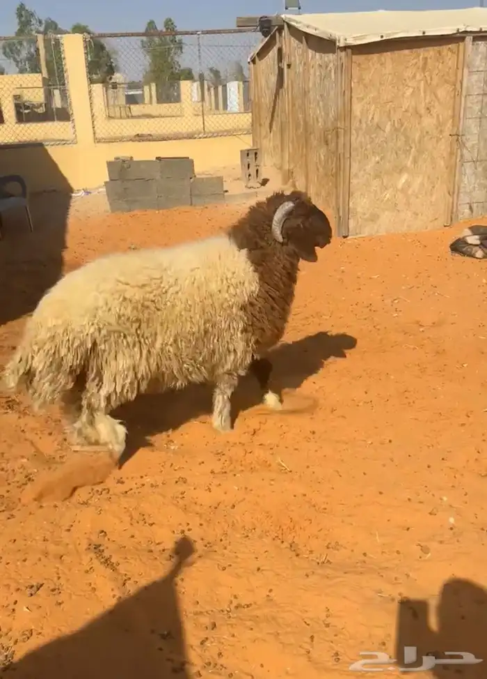 خروف نعيمي 0