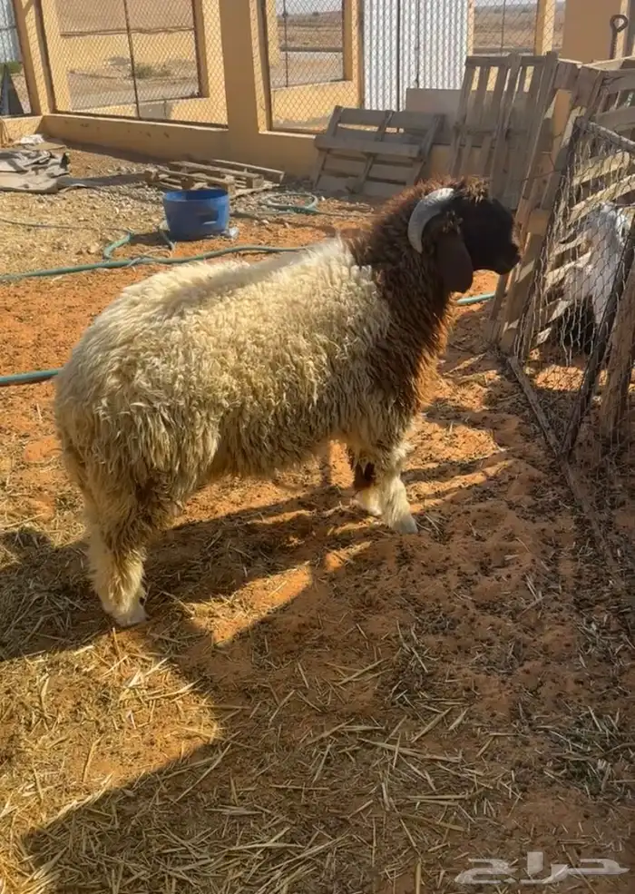 خروف نعيمي 2