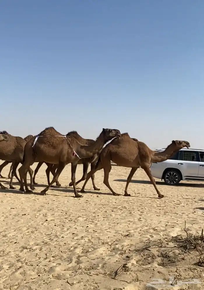 ذود ابل صفر كككفو وطيبه للبيع 10