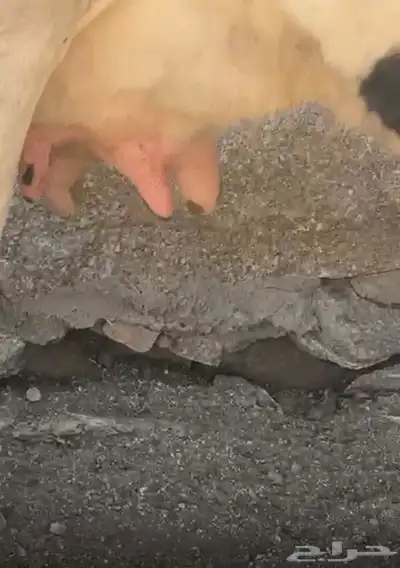 بقره جاموسيه كفوو index