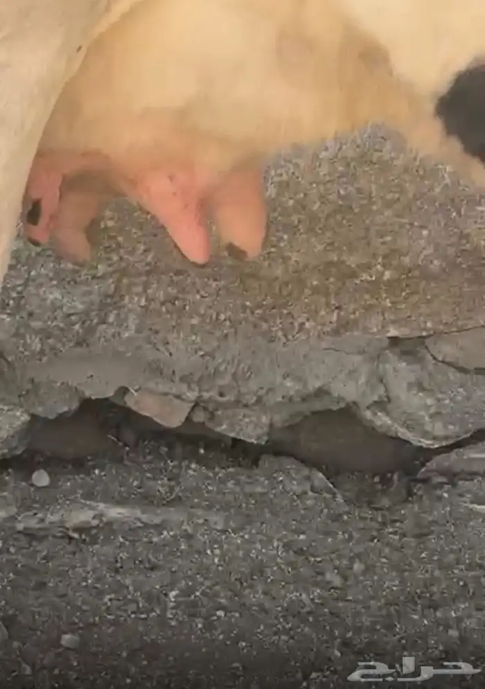 بقره جاموسيه كفوو 0