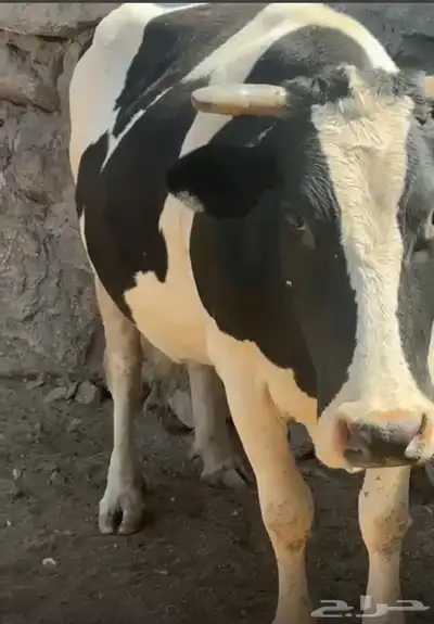 بقره جاموسيه كفوو index