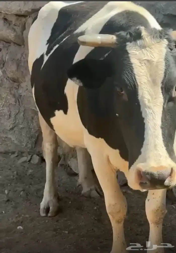 بقره جاموسيه كفوو 3