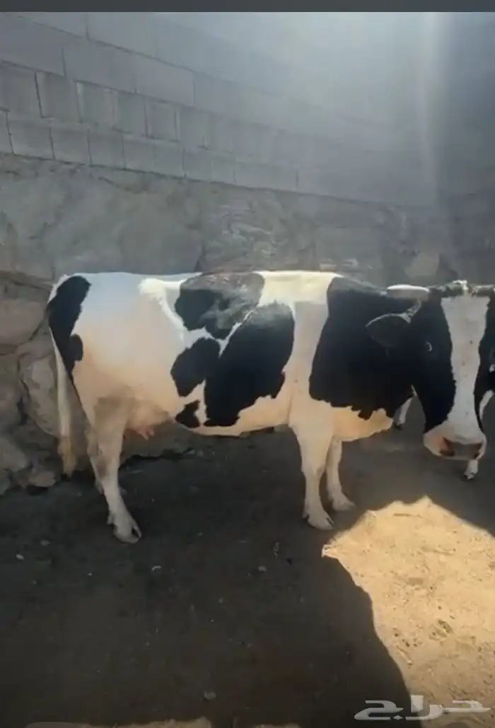 بقره جاموسيه كفوو 1