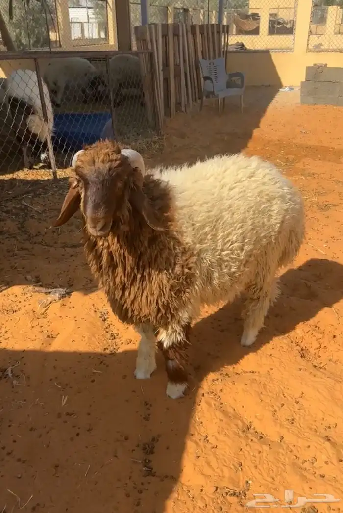 خروف نعيمي 1