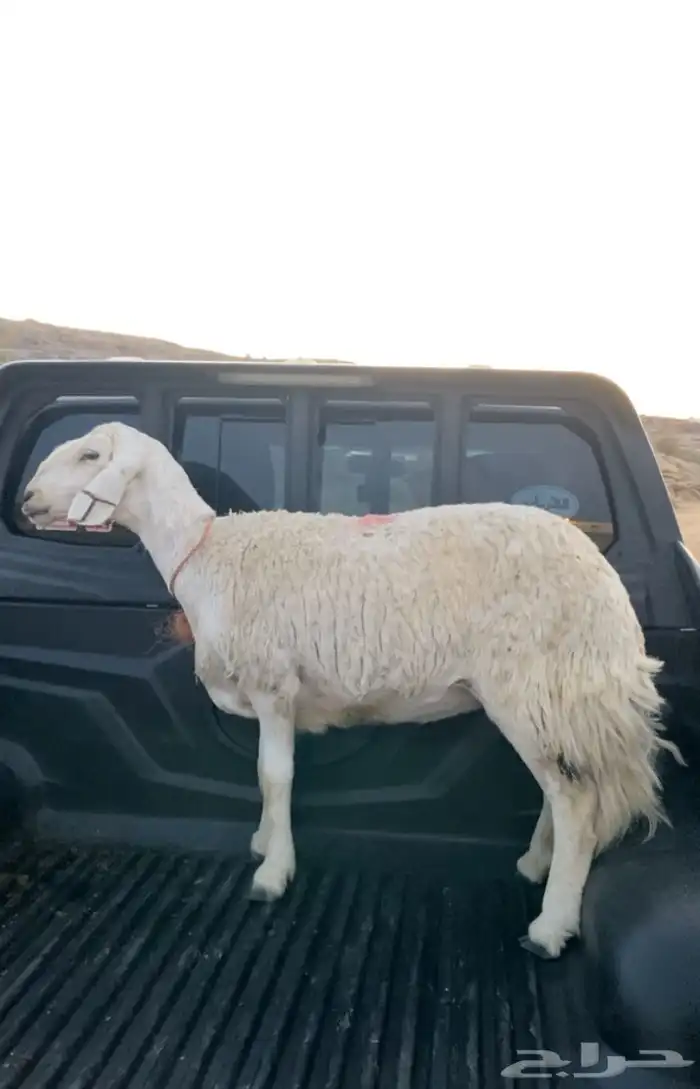 رخل دافع صنف من ضان شهران الصايل فاخره من الاخر 0