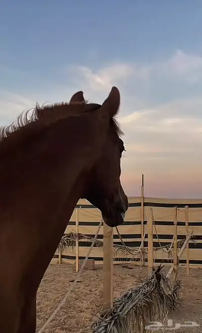 حصان عربي فرنسي للبيع index