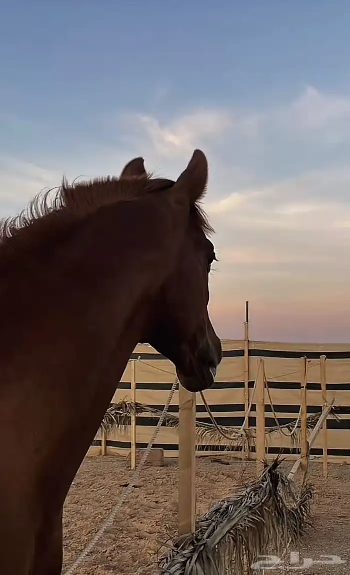 حصان عربي فرنسي للبيع 0