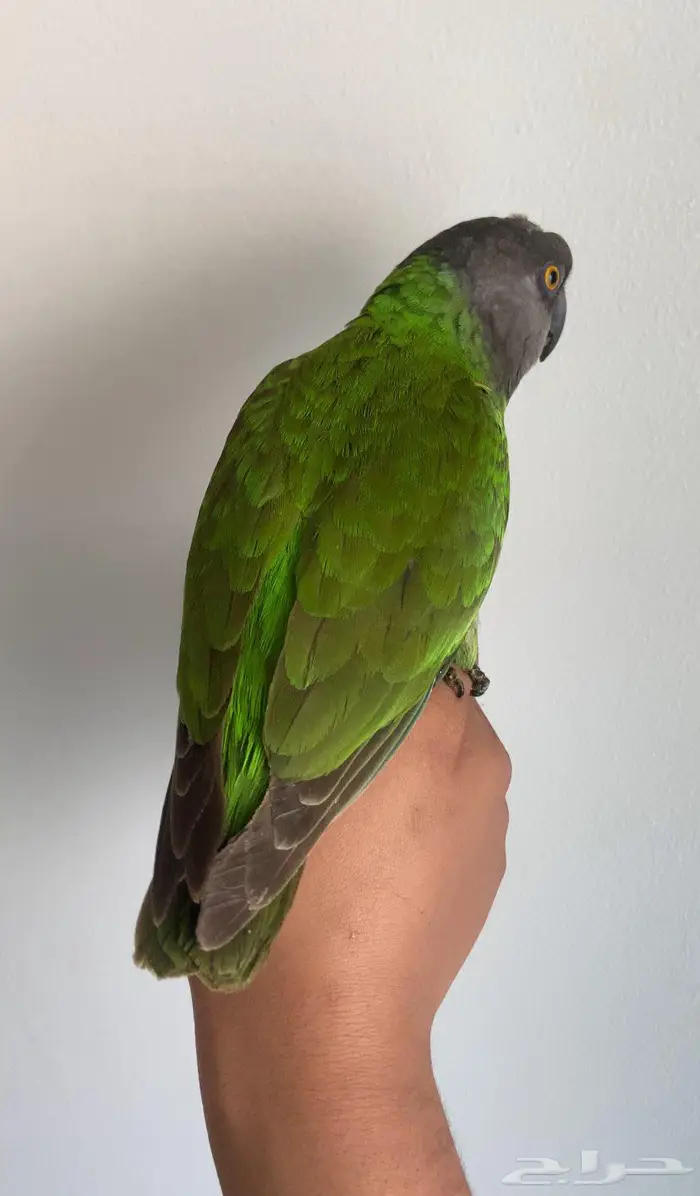 ببغاء سنغالي (يويو) 2