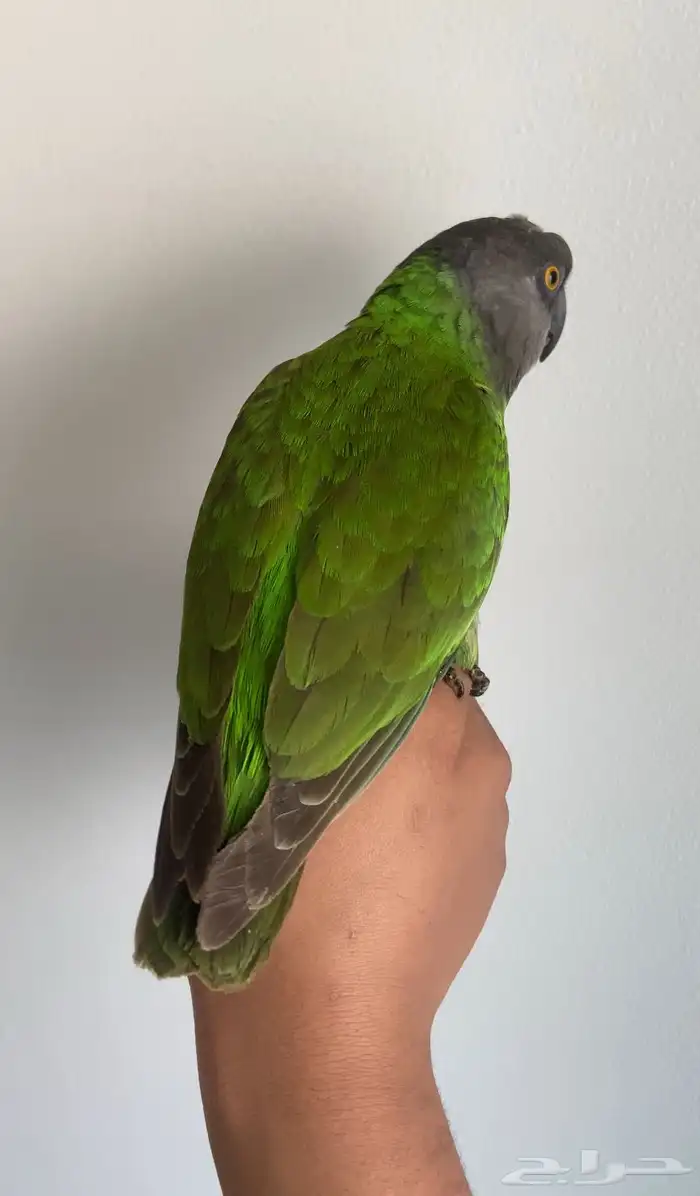 ببغاء سنغالي 1