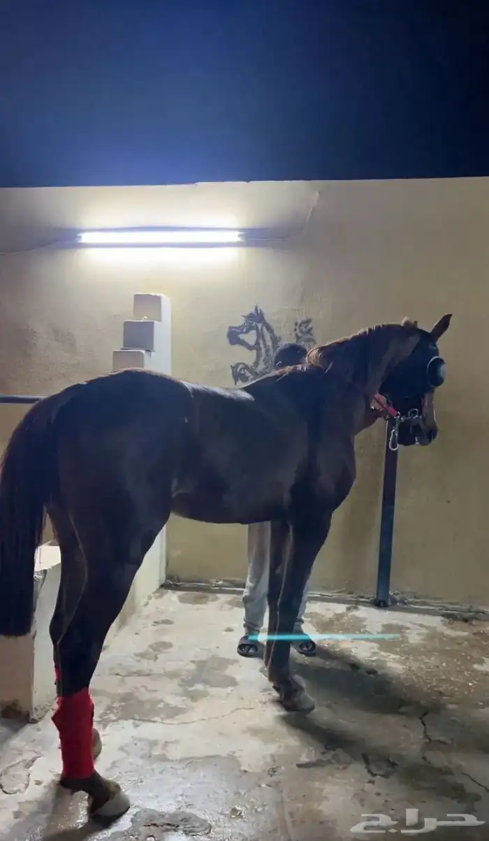 حصان شعبي سبققق 3