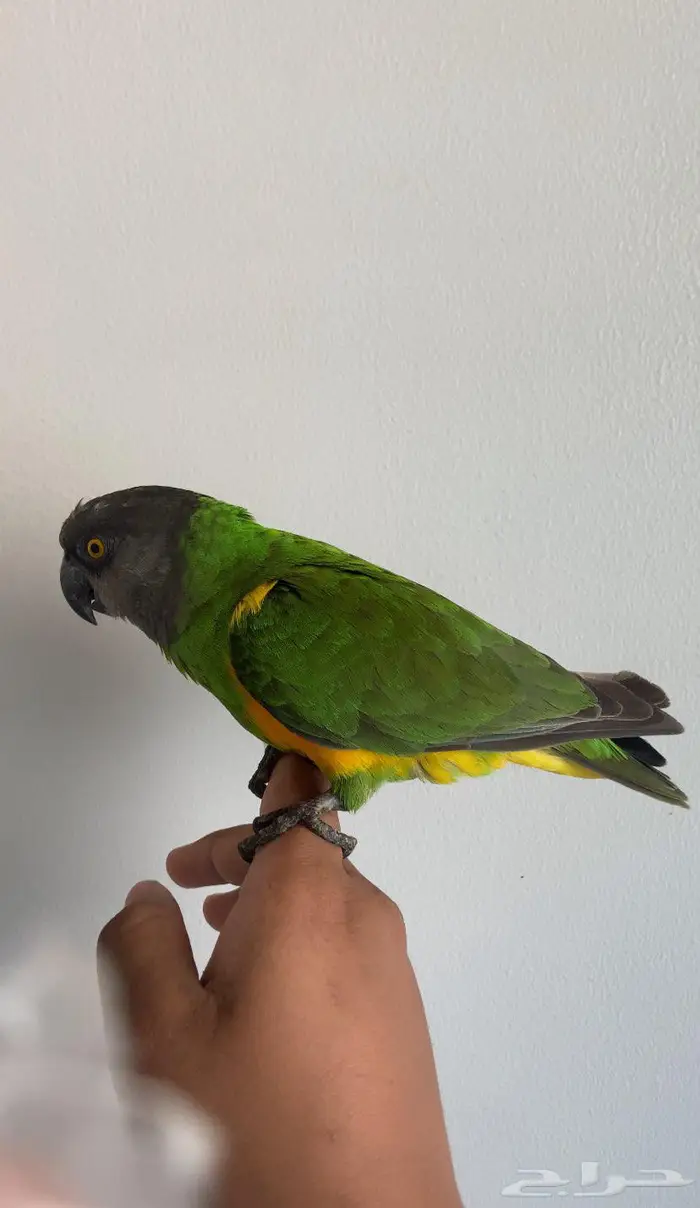 ببغاء سنغالي (يويو) 1