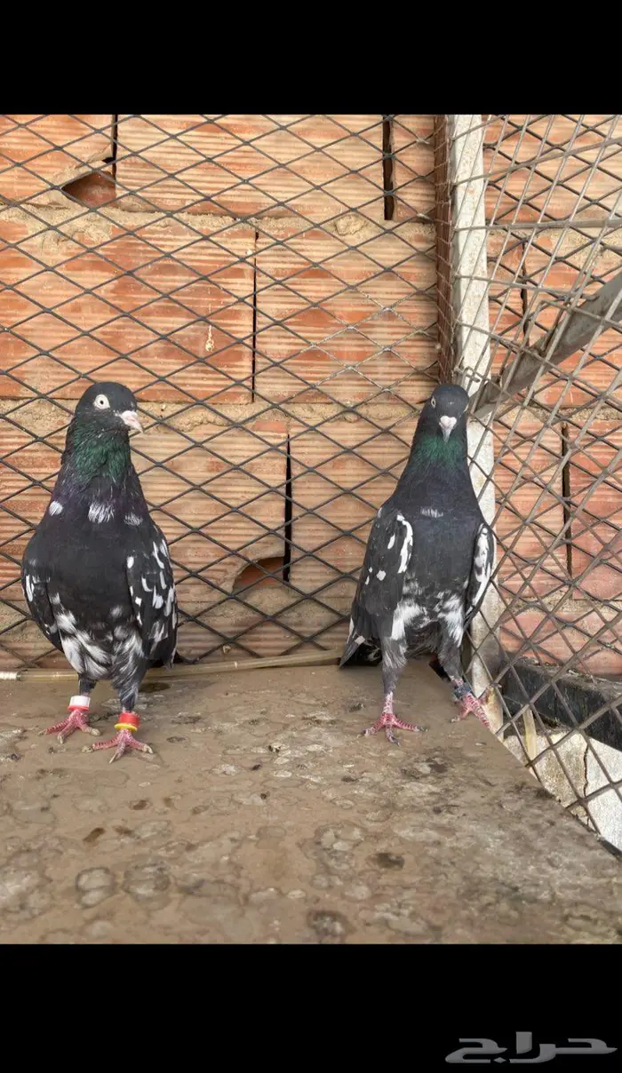 جوز رامبوري Top 3