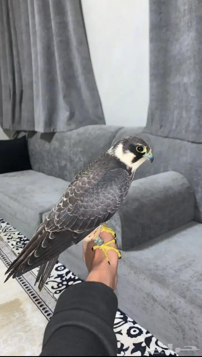 بكه فرخه للبيع تنقز على اليد 0