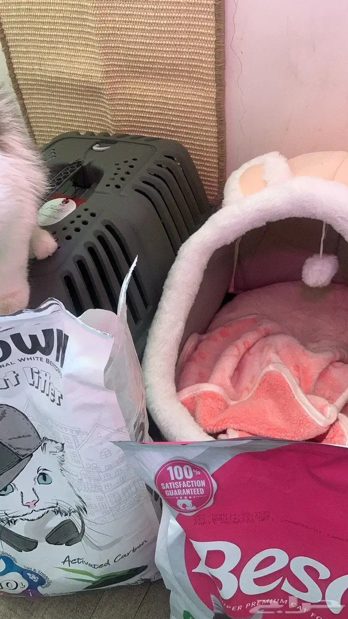 قطه عمرها 3 اشهر ونصف 3