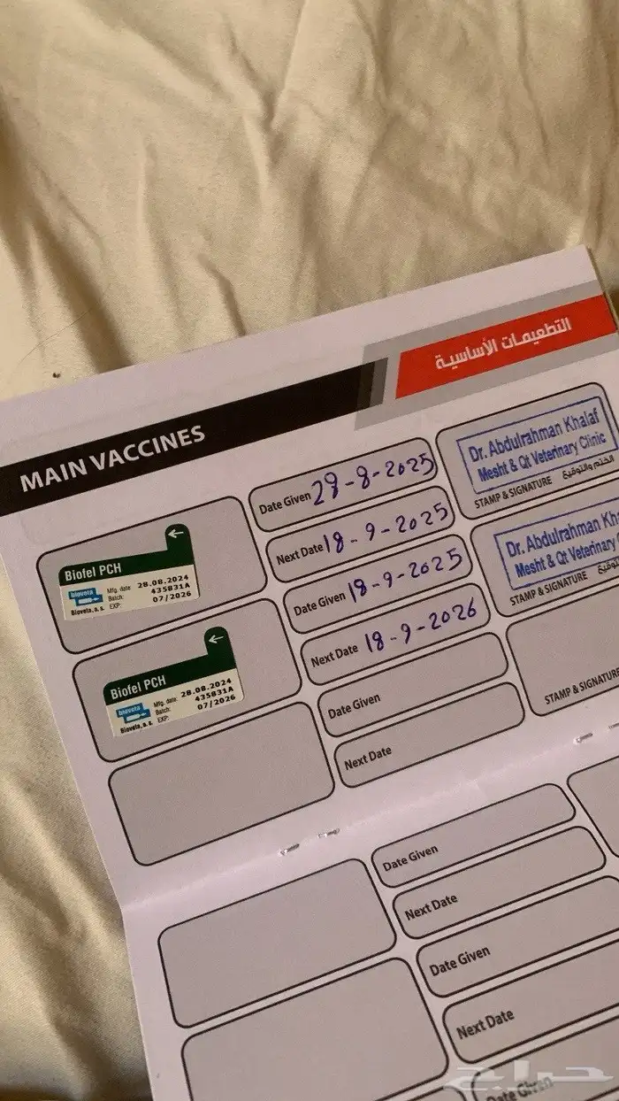 قطه عمرها 3 اشهر ونصف 2