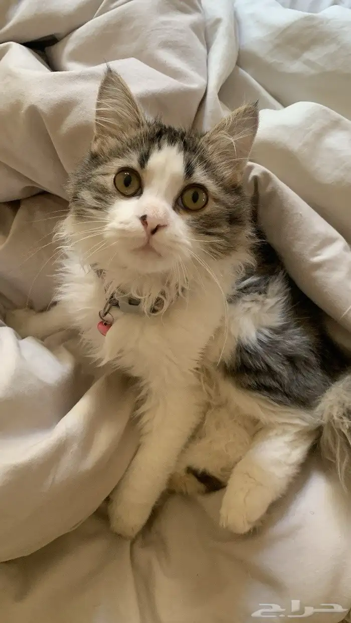 قطه عمرها 3 اشهر ونصف 0