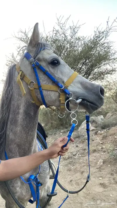 حصان عربي شعبي index