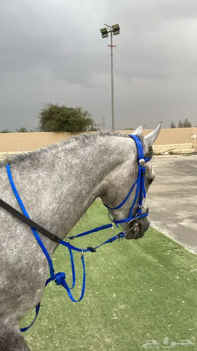 حصان عربي شعبي index