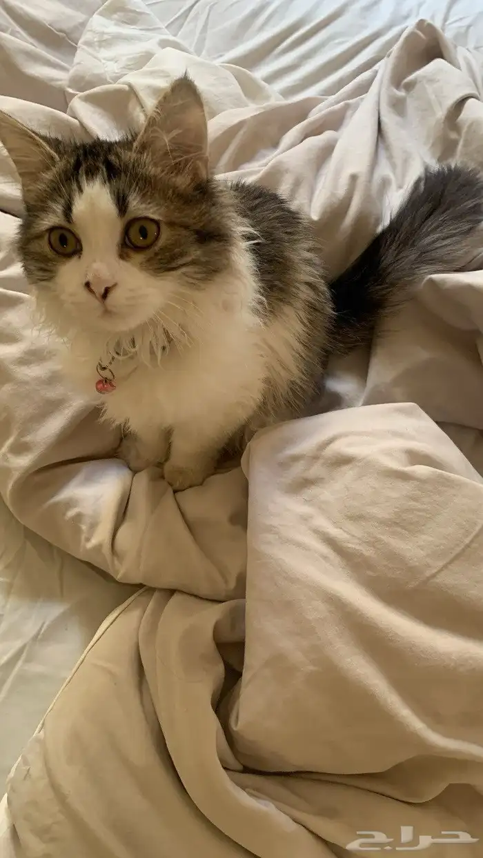 قطه عمرها 3 اشهر ونصف 1