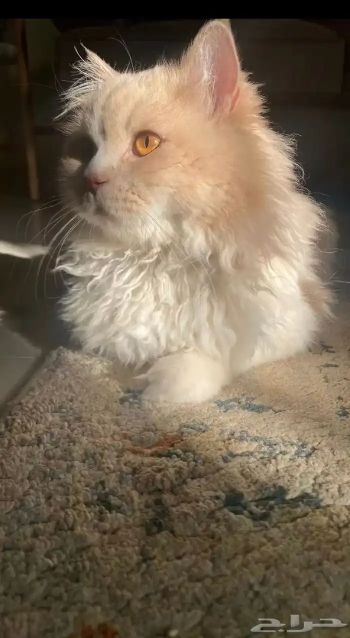 قط ذكر للتبني غير معقم 2