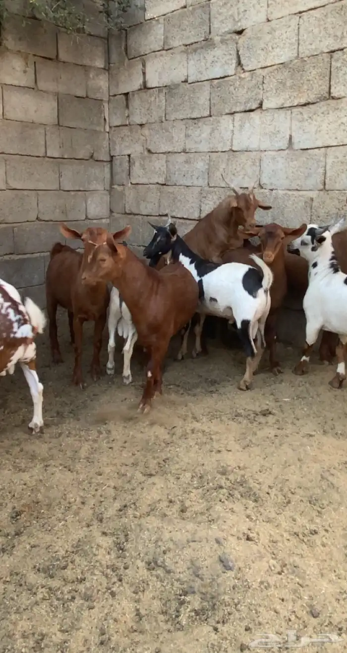 10 تيوس مجملة فل شحم مشروطة من كل العذاريب 8