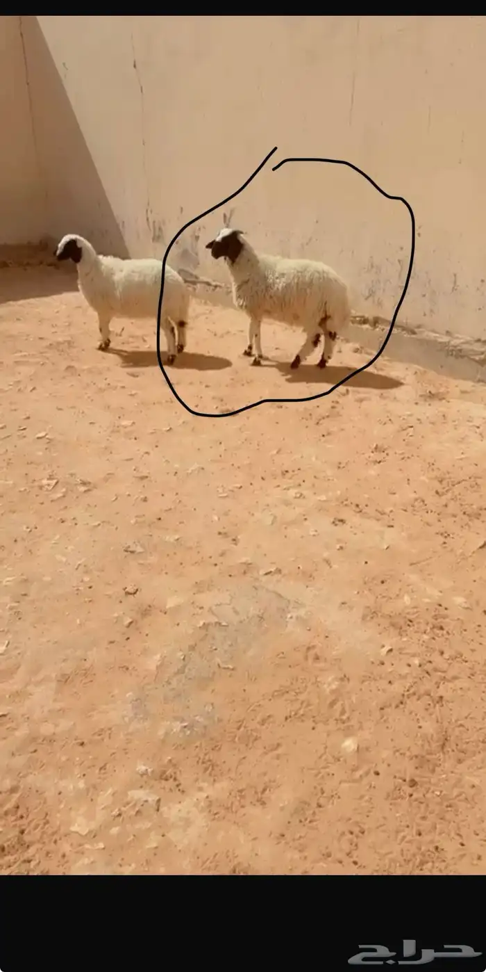 طلي نعيمي الرياض الشفاء أي مكان نوصل فيه ذبح باقي وحد 1350 0