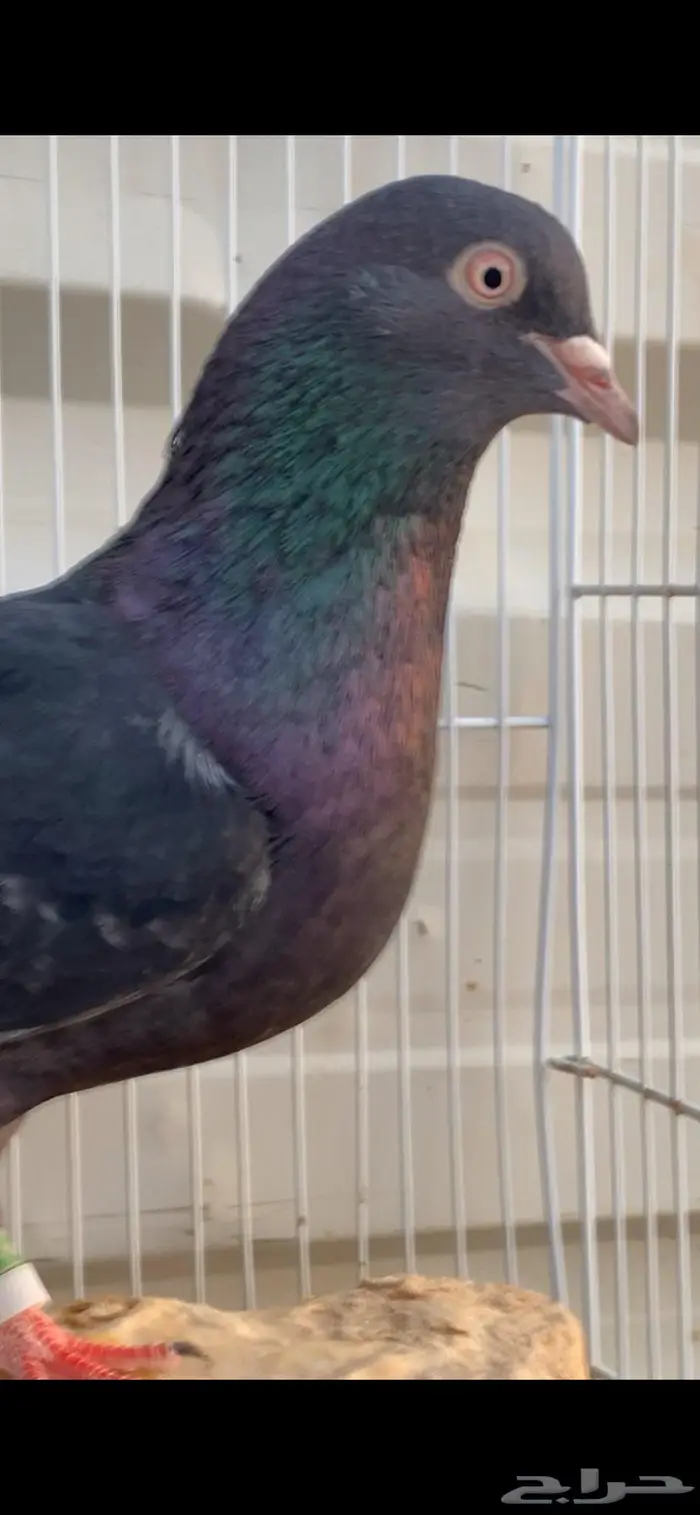 جوز قطايف زرق محابيب الخرج 0