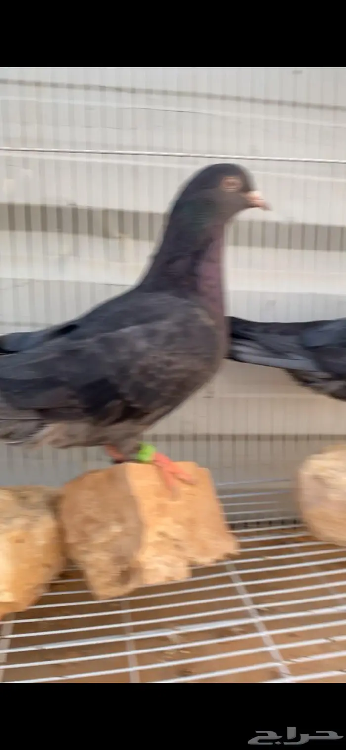 جوز قطايف زرق محابيب الخرج 2