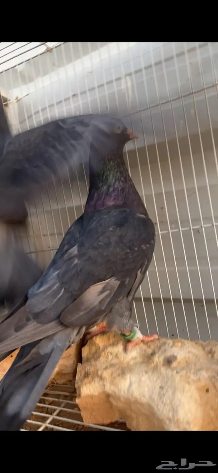 جوز قطايف زرق محابيب الخرج 5