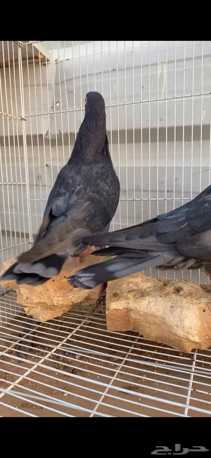 جوز قطايف زرق محابيب الخرج 8