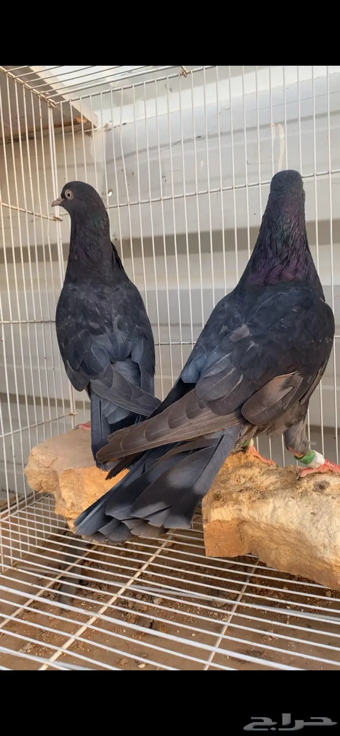 جوز قطايف زرق محابيب الخرج 7