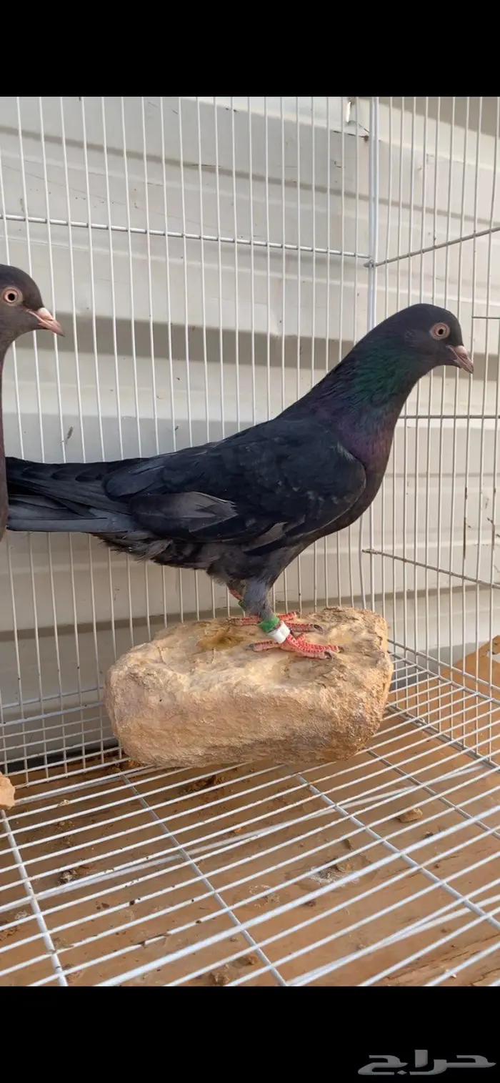 جوز قطايف زرق محابيب الخرج 3