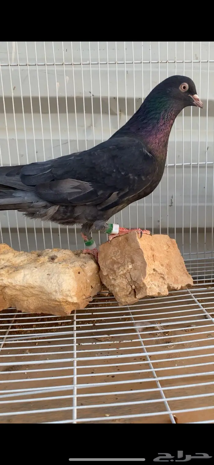 جوز قطايف زرق محابيب الخرج 6