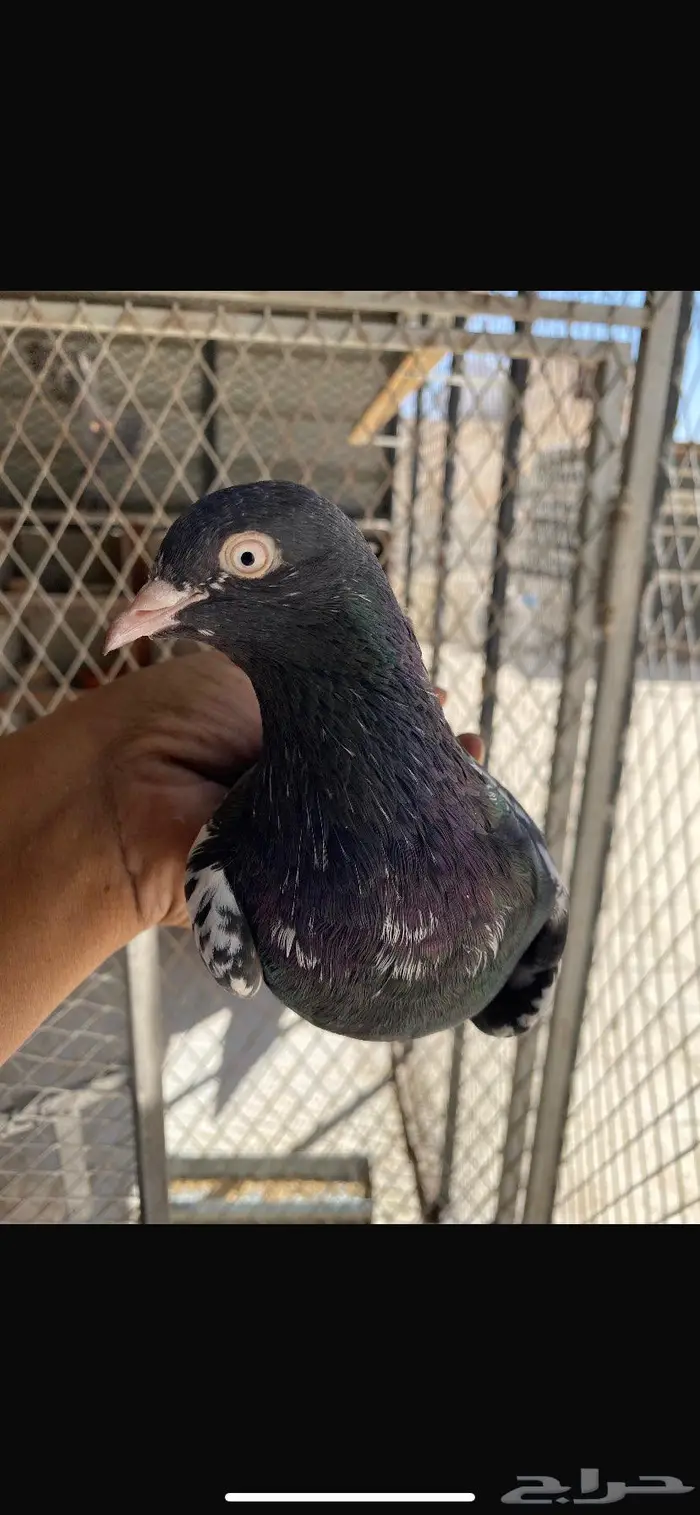 جوز رامبوري Top 6