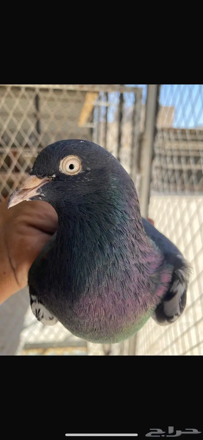 جوز رامبوري Top 5