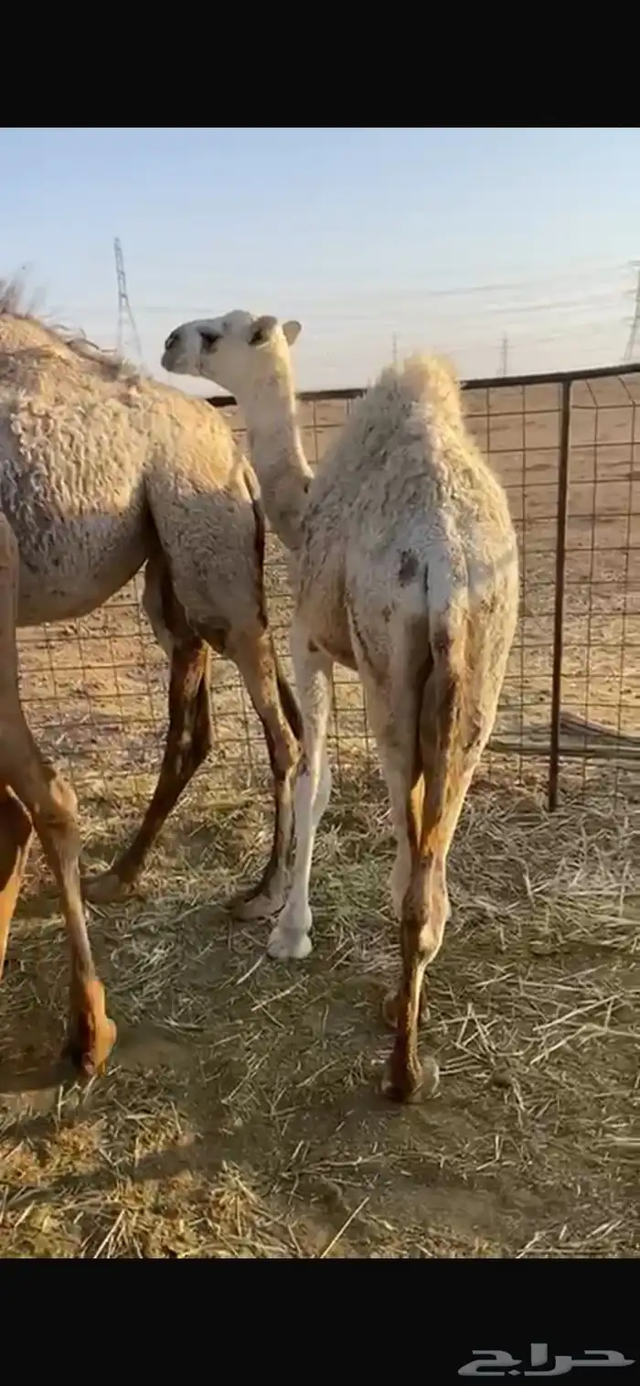 للبيع قعود طيب عمره ثمنيه شهور 0