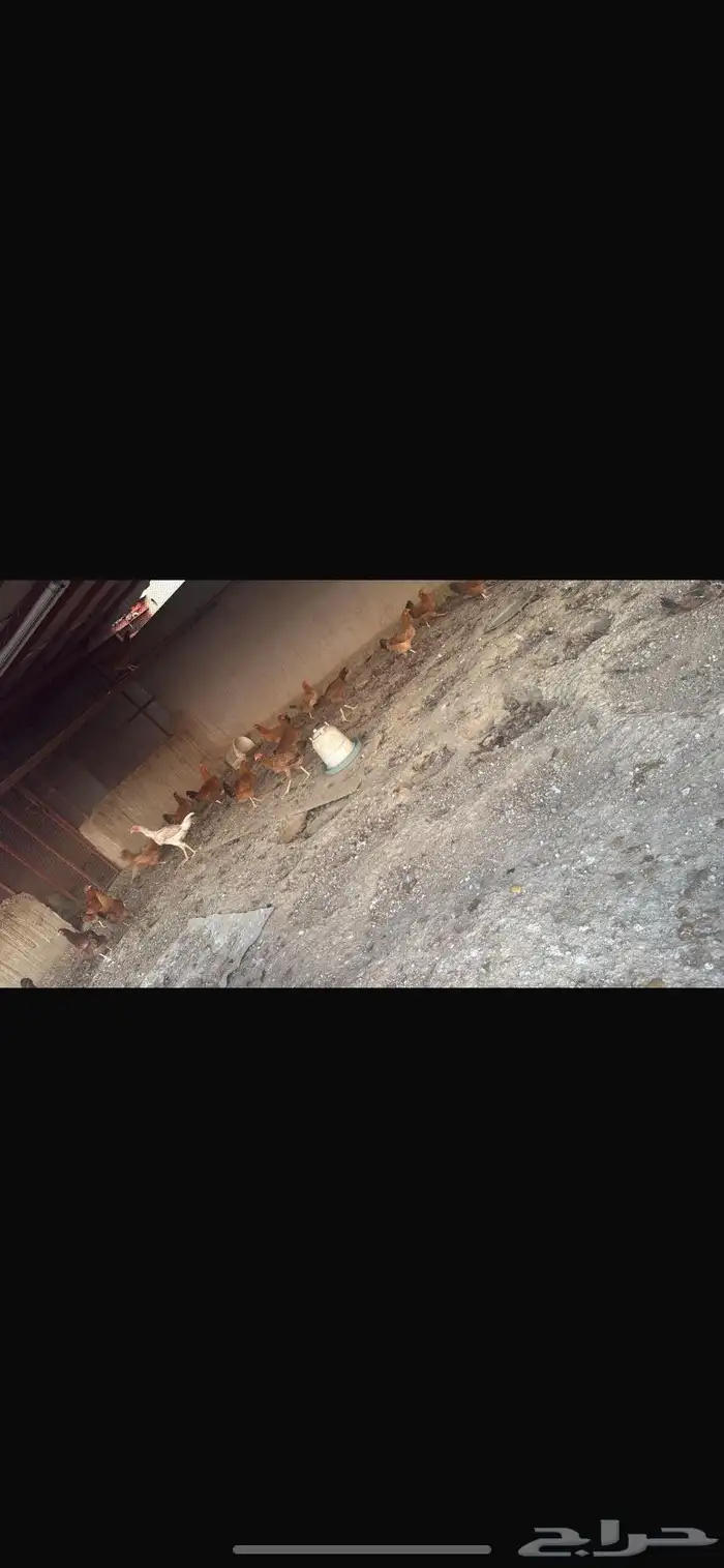 دجاج للبيع فرنسي احمر بيور باكستاني سلالة ابو ريتاج دم صاف 1