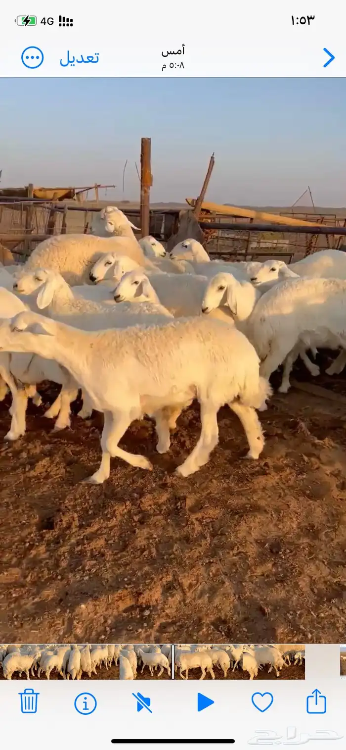 غنم مقاني صنف 3