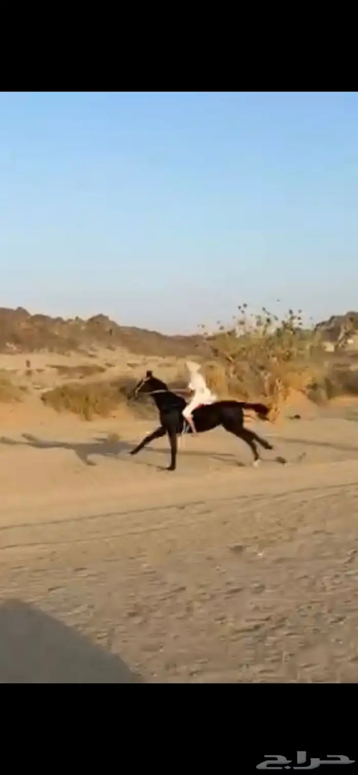 حصان للبيع 1