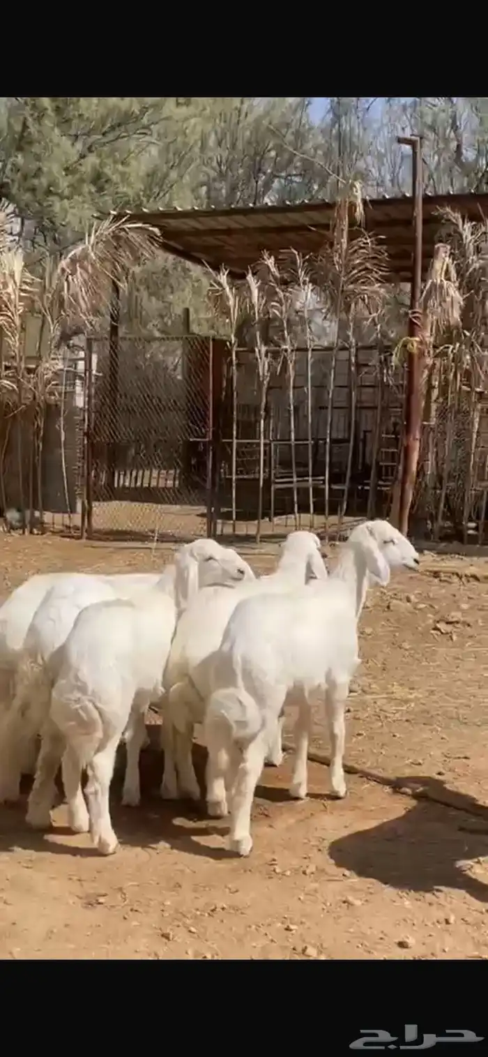 6 خر فان حري للبيع نظيفة 1