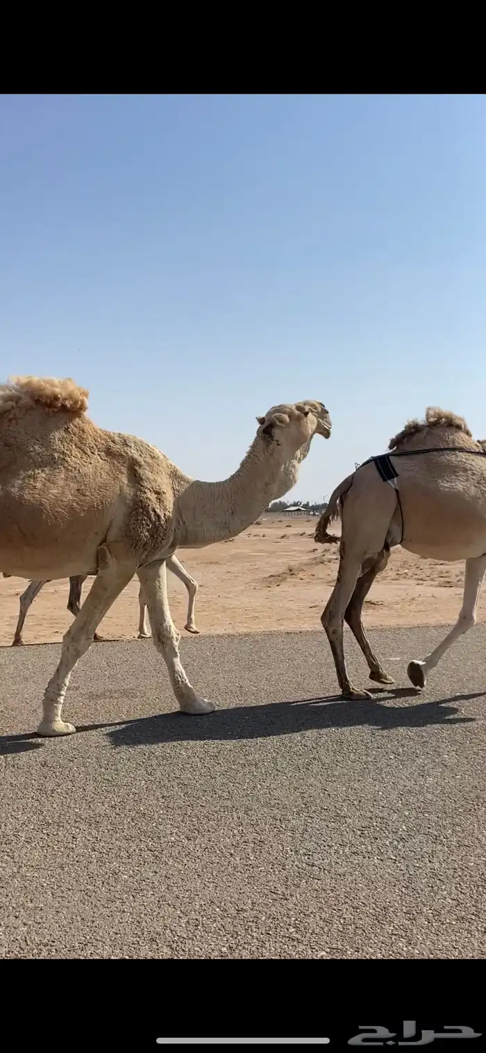 لقحات وجمل للبيع 0