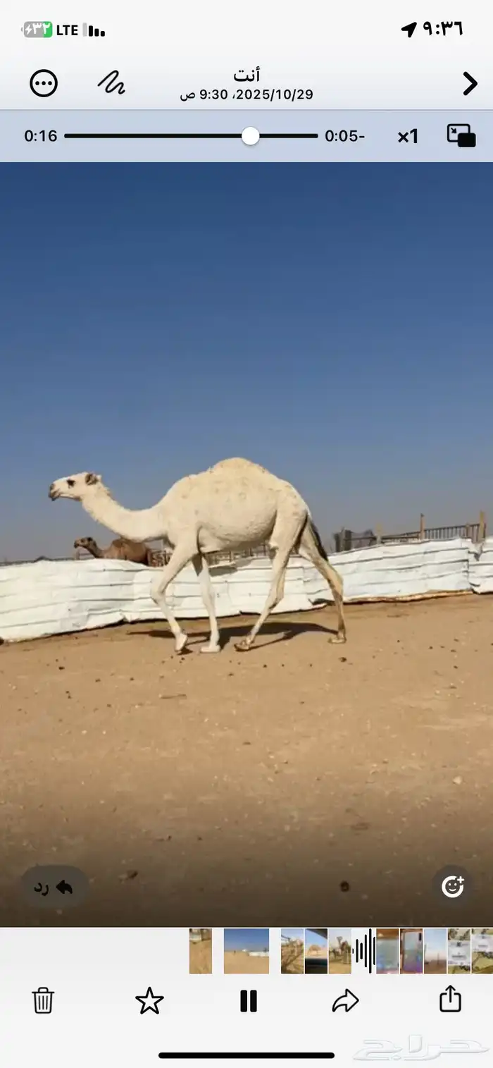 نياق للبيع جمله 2