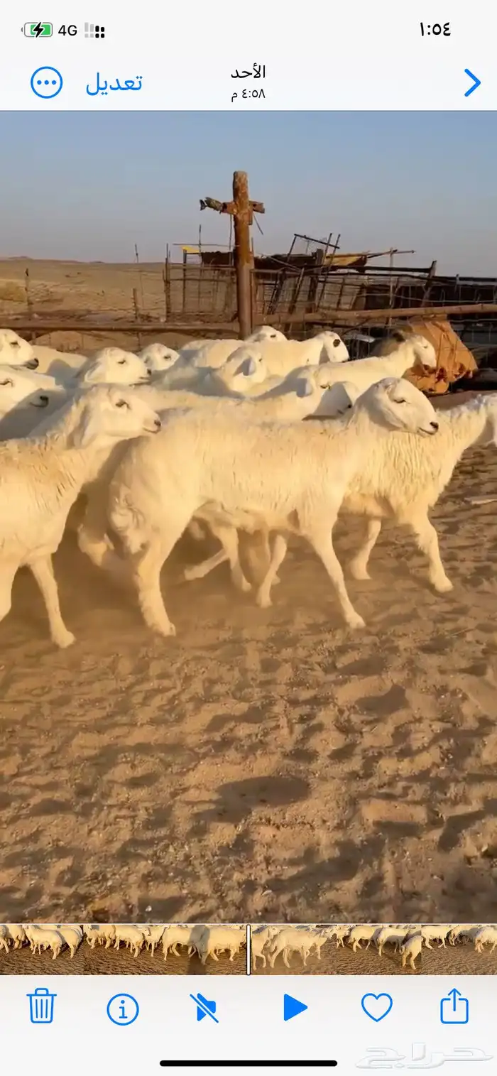 غنم مقاني صنف 0