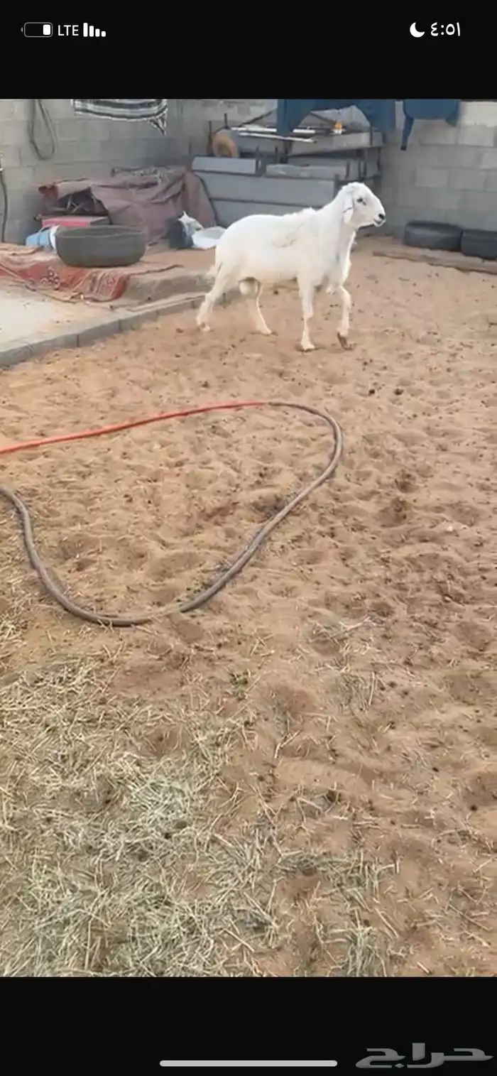 للبيع الطلي شرط يقرع 2