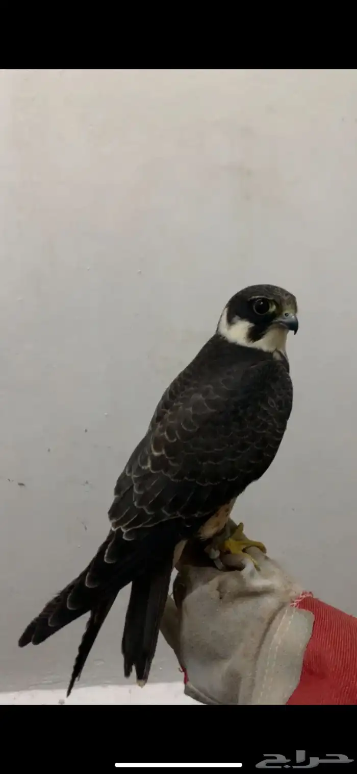 بكه فرخه للبيع تنقز على اليد 1