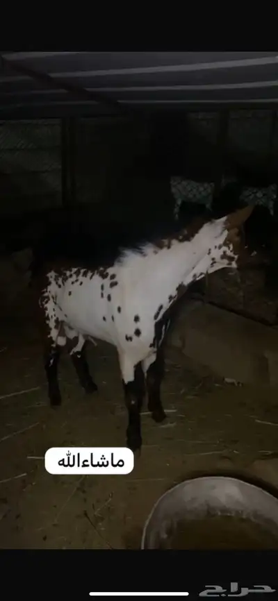 للبيع خبشه و تيس index