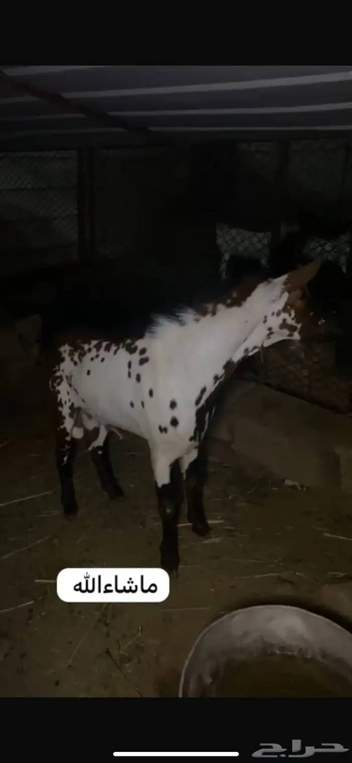 للبيع خبشه و تيس 3