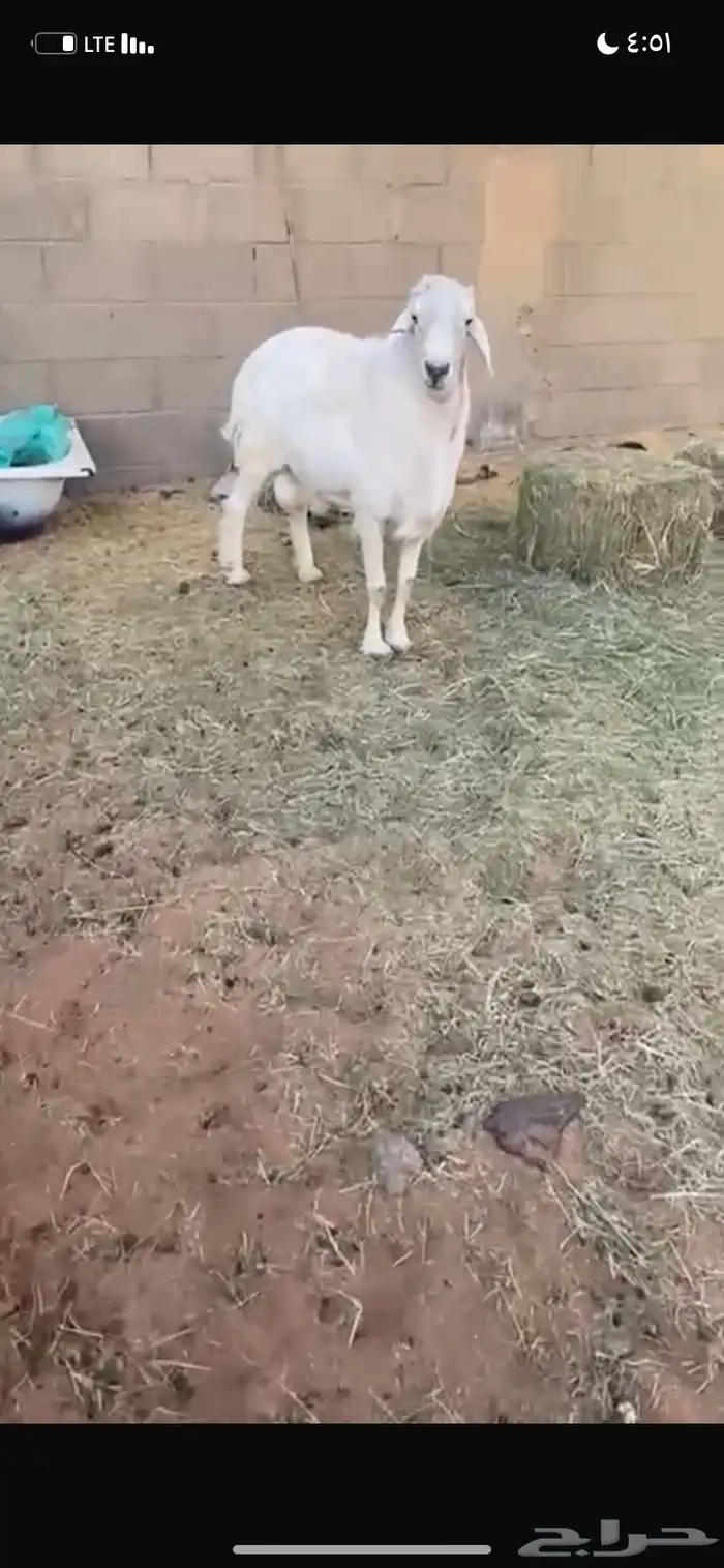 للبيع الطلي شرط يقرع 1